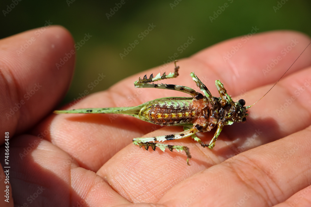 Obraz premium close up Trachyzulpha Katydid in hand grasshopper with a speckled pattern resembling military camouflage. Looks beautiful and unusual, hard to find. Grasshoppers in Thailand