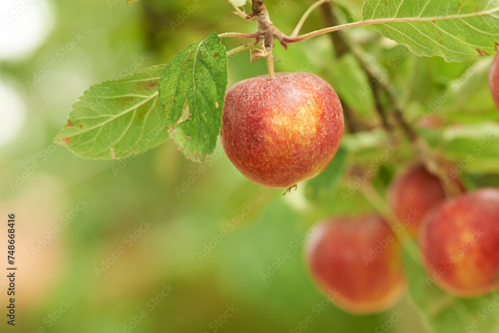 Red apples, orchard and farm for agriculture, summer season and garden for countryside tree and plant. Fruit, nature and leaf in outdoor, environment and nutrition for healthy diet in organic harvest Red apples, orchard and farm for agriculture, summer season and garden for countryside tree and plant. Fruit, nature and leaf in outdoor, environment and nutrition for healthy diet in organic harvest