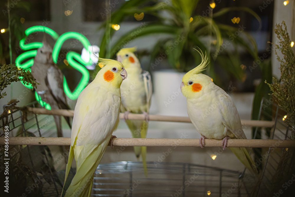 Fototapeta premium Parrots are sitting on a cage.Cute cockatiels.Cockatiel parrots pets.Parrots are playing. Caring for pets.Two parrots.Smart bird.Bird with a crest.Cute animal.Funny bird.Parrot looks.Cockatiel.Pet.