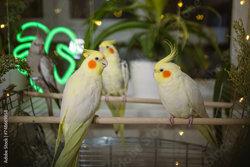 Parrots are sitting on a cage.Cute cockatiels.Cockatiel parrots pets.Parrots are playing. Caring for pets.Two parrots.Smart bird.Bird with a crest.Cute animal.Funny bird.Parrot looks.Cockatiel.Pet.