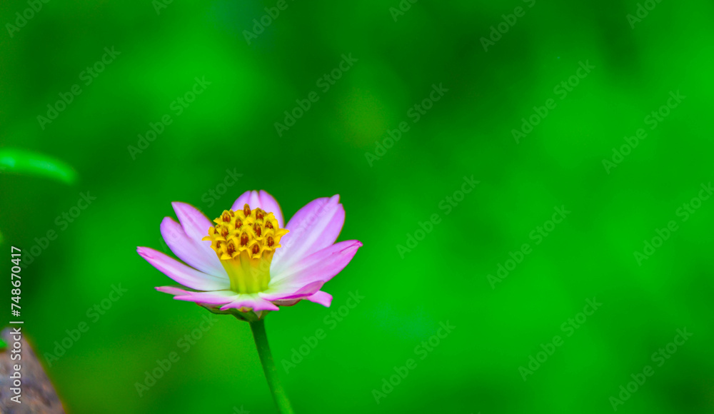 Obraz premium pink lotus flower