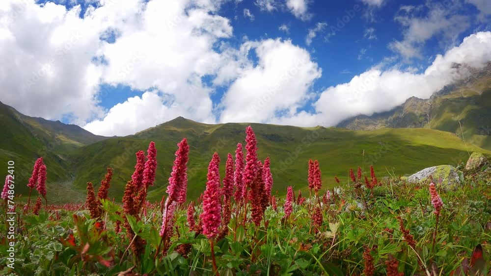 Spectacular video of Wild mountain flowers of Pin bhabha pass trail in Himalayas mountains in Himachal Pradesh, India
Spectacular video of Wild mountain flowers of Pin bhabha pass trail in Himalayas mountains in Himachal Pradesh, India