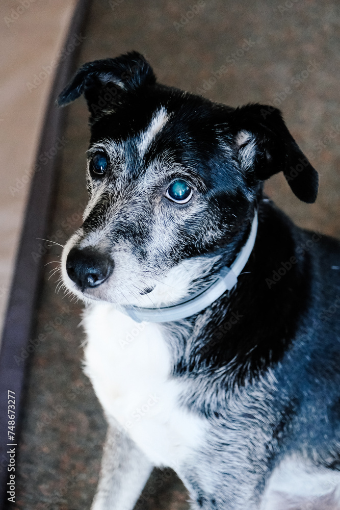 portrait of a black and white blind dog