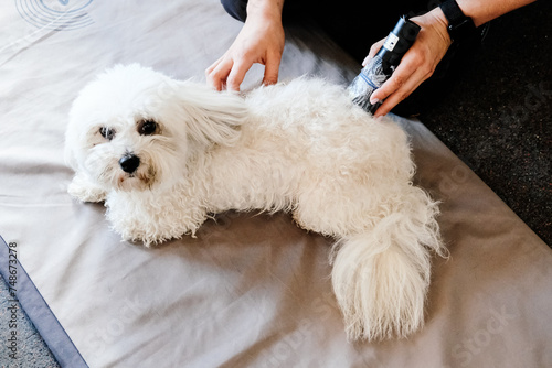 person with a puppy doing laser therapy on bischon dog