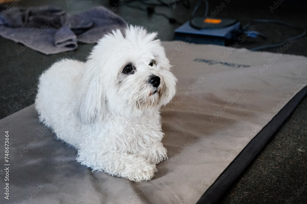 white bischon puppy sitting on the floor on magnetic carpet white bischon puppy sitting on the floor on magnetic carpet
