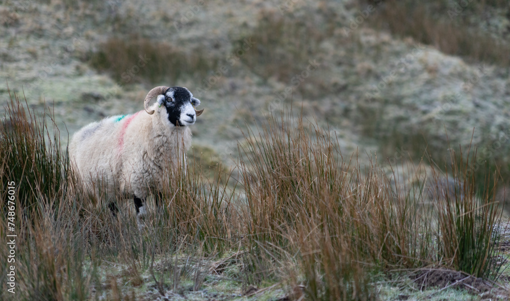 Fototapeta premium Swaledale ewe on a Nprthumberland moor