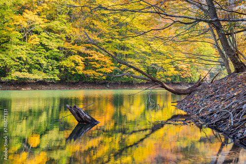 日本　青森県西津軽郡深浦町の白神山地西部に位置する湖沼群、十二湖の鶏頭場の池と鏡面に映る紅葉