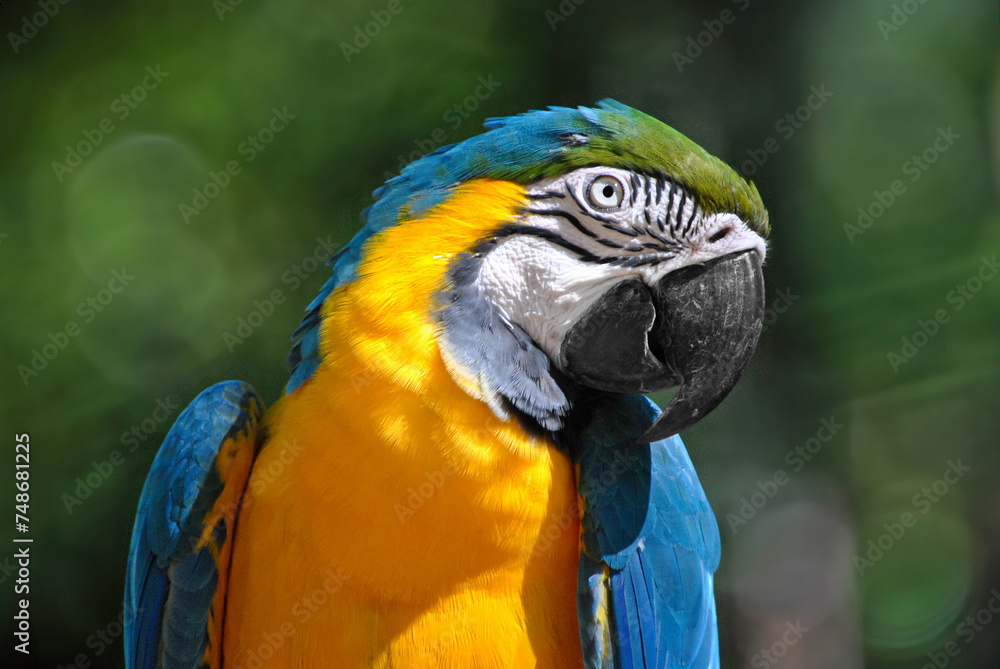 Closeup of a blue and yellow macaw Closeup of a blue and yellow macaw