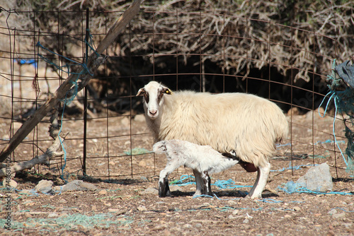 Φωτογραφία ewe and lamb in crete in greece