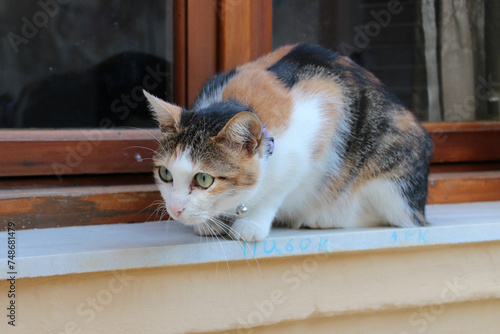 cat in front of a window in rethymno in crete in greece