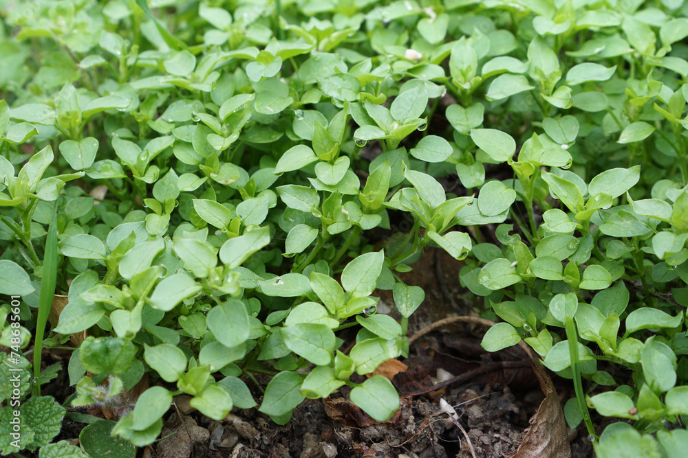 Young chickweed plants in March Young chickweed plants in March