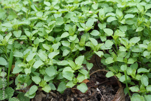 Young chickweed plants in March            photo