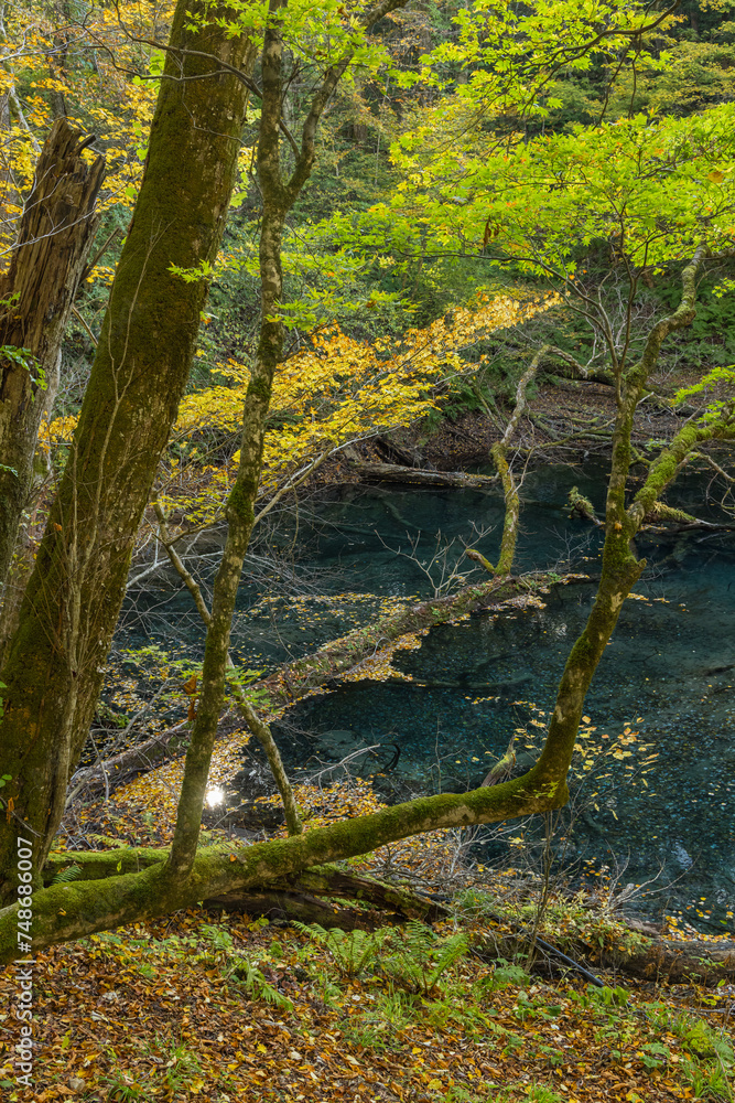 Fototapeta premium 日本 青森県西津軽郡深浦町の白神山地西部に位置する湖沼群、十二湖の沸壺の池と紅葉.