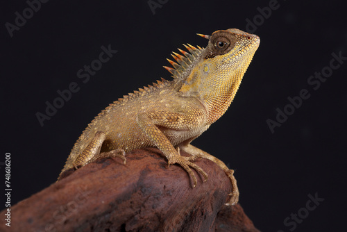 Fotografie Portrait of a Mountain Horned Dragon on a branch