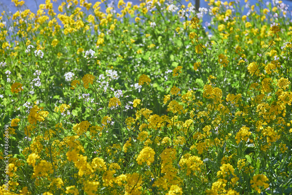 春の訪れを告げる菜の花 春の訪れを告げる菜の花