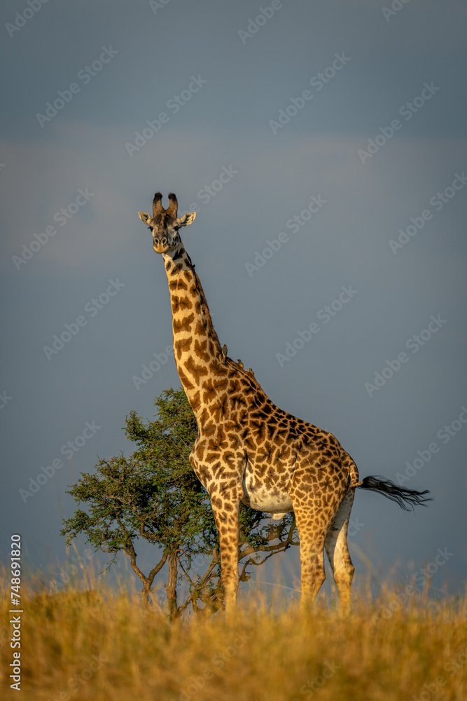 Obraz premium Masai giraffe stands eyeing camera near bush