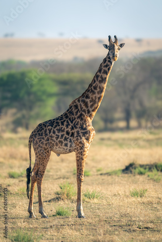 Masai giraffe stands on grassland watching camera