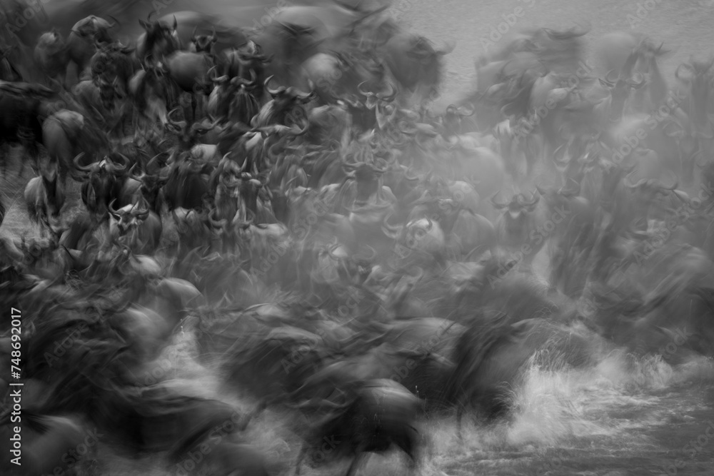 Mono slow pan of wildebeest entering water - obrazy, fototapety, plakaty 