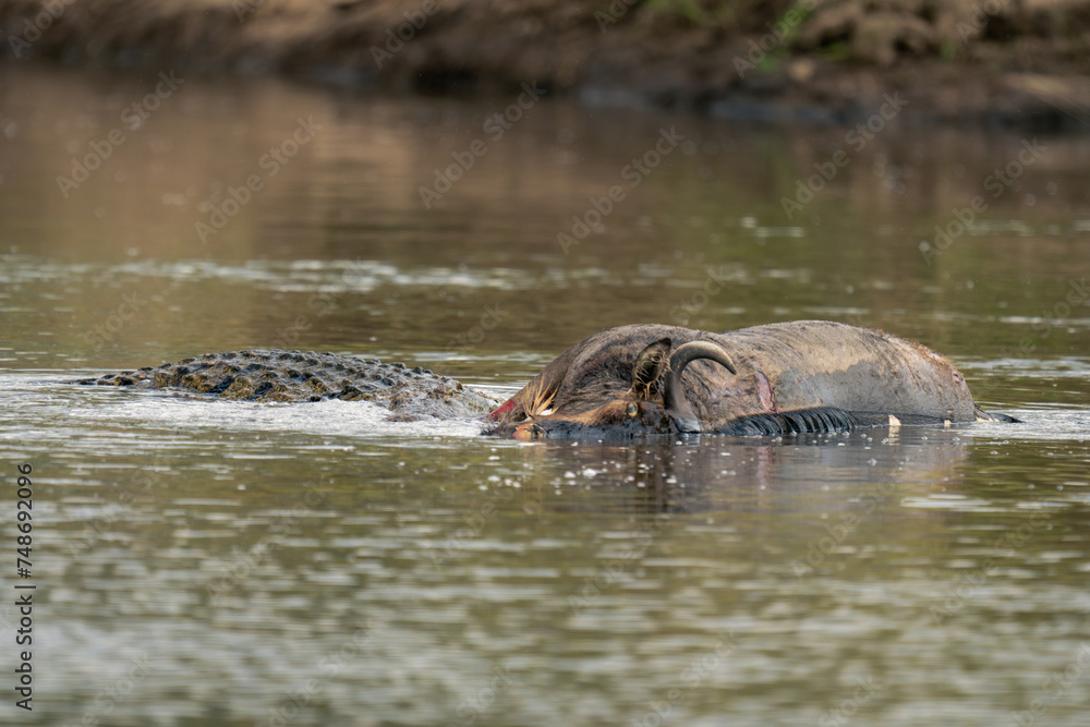 Nile crocodile eats dead wildebeest in river Nile crocodile eats dead wildebeest in river