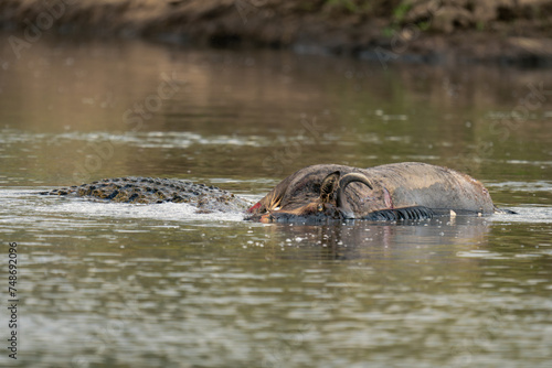 Nile crocodile eats dead wildebeest in river