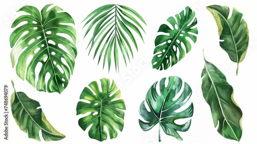 Assorted tropical monstera and palm leaves watercolor illustration on white background © PhotoPhantom