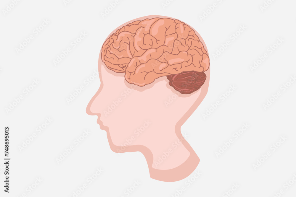illustration of a human head and volume image of the brain. vector eps 10 illustration of a human head and volume image of the brain. vector eps 10