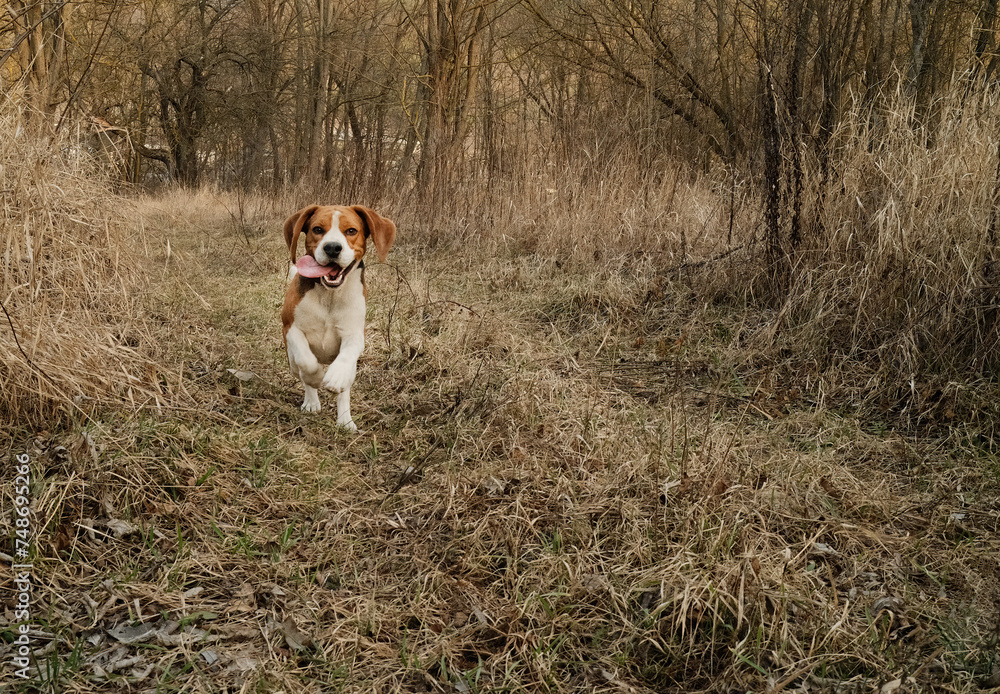 Running beagle puppy in autumn grass outdoor. Cute dog on playing on nature