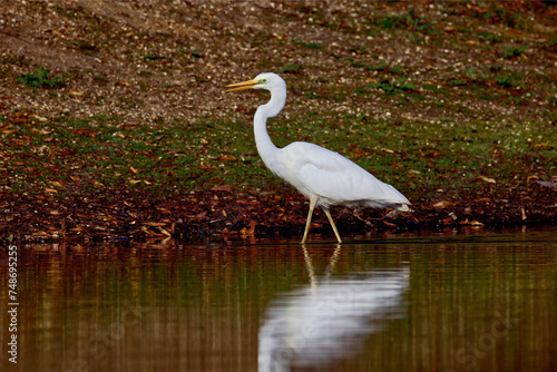 Ethereal Serenity  Great Egret in Autumn Pond