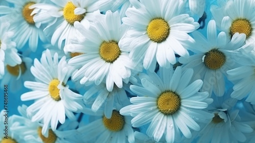 Common daisy flower close up