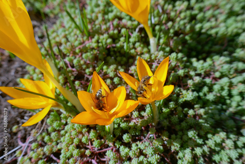 Yellow crocusin a garden ,bees collecting nectar