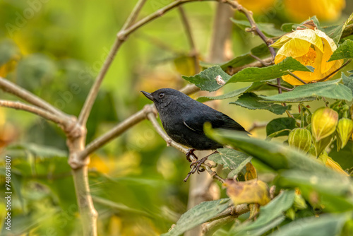 White-sided flowerpiercer (Diglossa albilatera), bird is a fairly common and widespread species of Flowerpiercer. Valle Del Cocora, Quindio Department. Wildlife and birdwatching in Colombia. photo