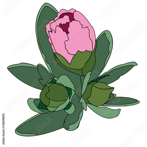 Three unopened buds with leaves growing on a green stem. Nice colour. The illustration can be used as decoration.