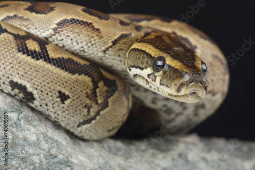 Portrait of a Central African Rock Python on a rock 