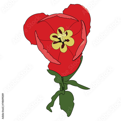 Beautiful flower. A blossoming bud with many petals emanating from the center of the plant. The petals are on a green stem. Nice colour. The illustration can be used as decoration.