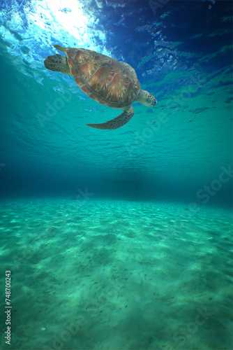 a green turtle swimming in a reef on the island of Curacao © gustavo