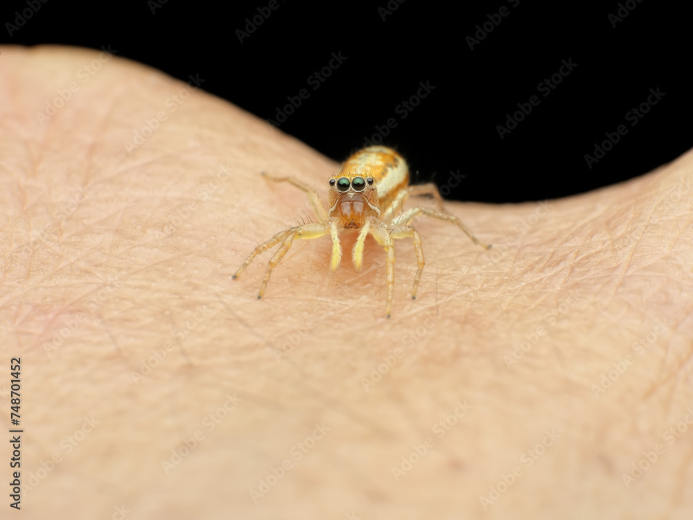 Cute jumping spider on the hand