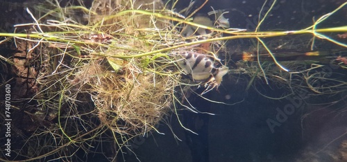 banded archerfish (Toxotes jaculatrix) is a brackish water perciform fish of the archerfish genus Toxotes. It is silvery in colour and has a dorsal fin towards the posterior end. It has distinctive, s photo