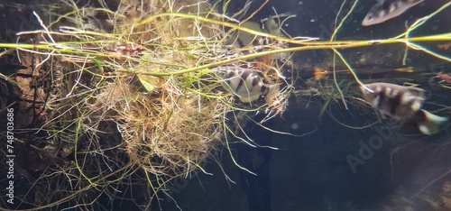 banded archerfish (Toxotes jaculatrix) is a brackish water perciform fish of the archerfish genus Toxotes. It is silvery in colour and has a dorsal fin towards the posterior end. It has distinctive, s photo