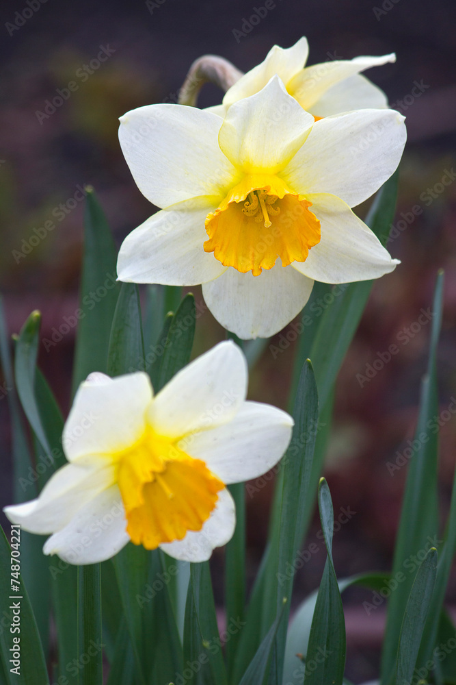 two white daffodils close-up. Daffodils blooming in the garden bed two white daffodils close-up. Daffodils blooming in the garden bed