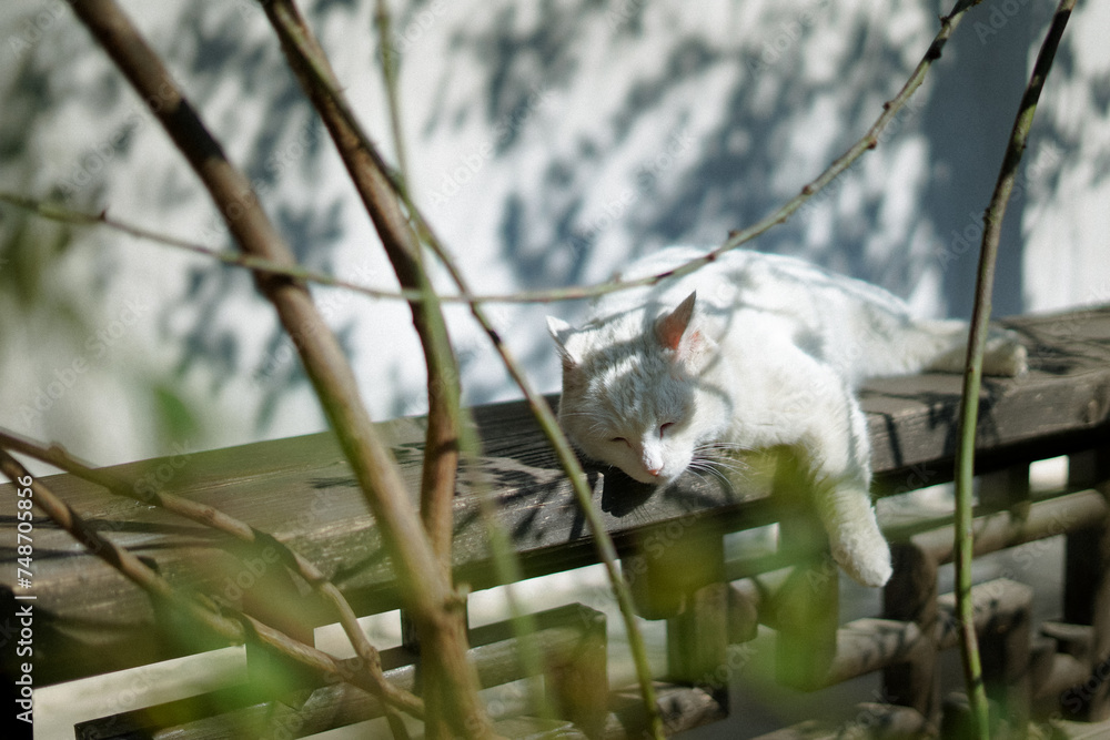 Fototapeta premium cat sleeping