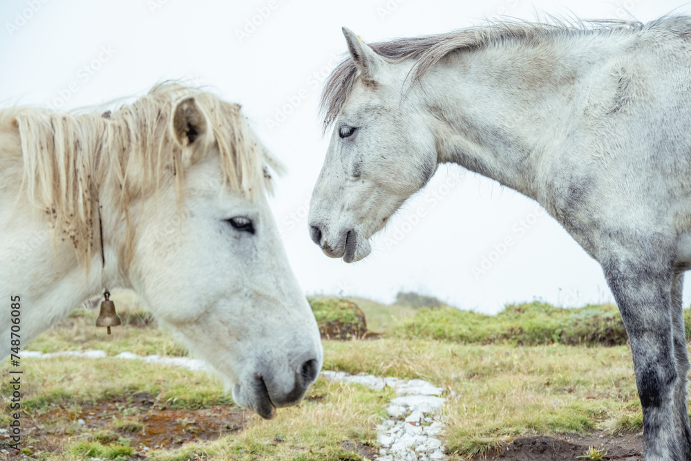 Fototapeta premium white horses love romance