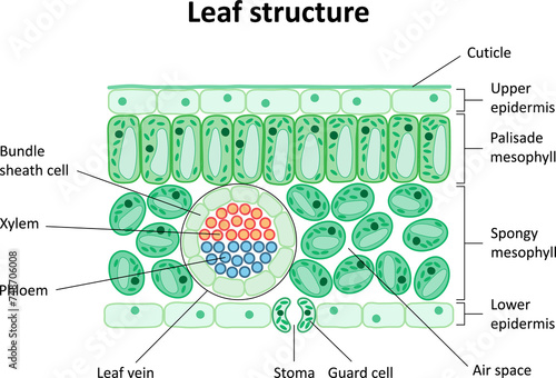 Internal structure of the leaf. Diagram. Leaf structure. photo