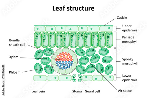 Internal structure of the leaf. Diagram. Leaf structure.