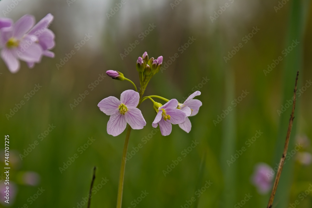 Fototapeta premium Soft pink cuckooflowers in spring - Cardamine pratensis