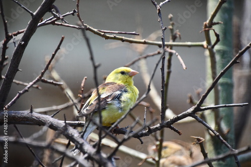 yellow and green bird © Drexlerfotografie
