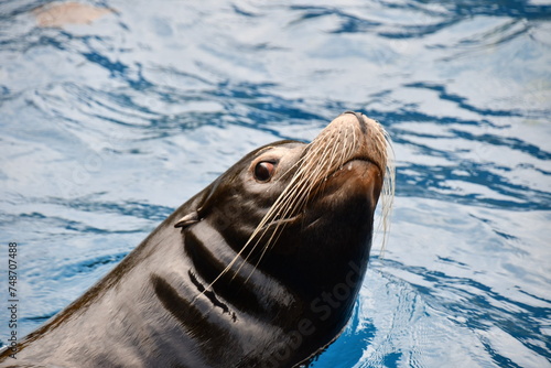 close up of sea lion