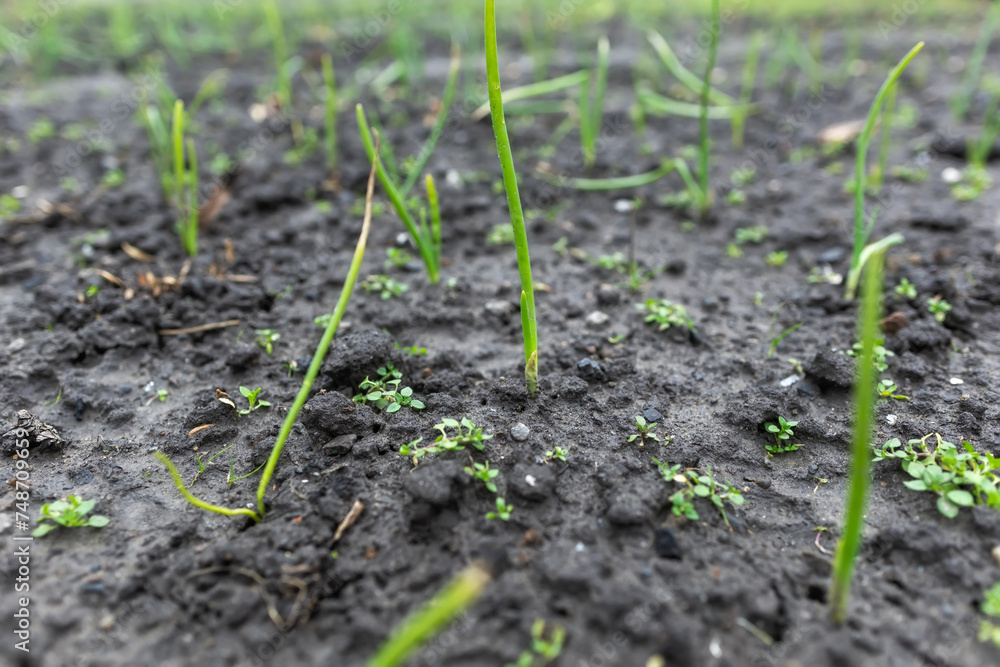 Grown green onion in winter. It is amazing and wonderful Grown green onion in winter. It is amazing and wonderful