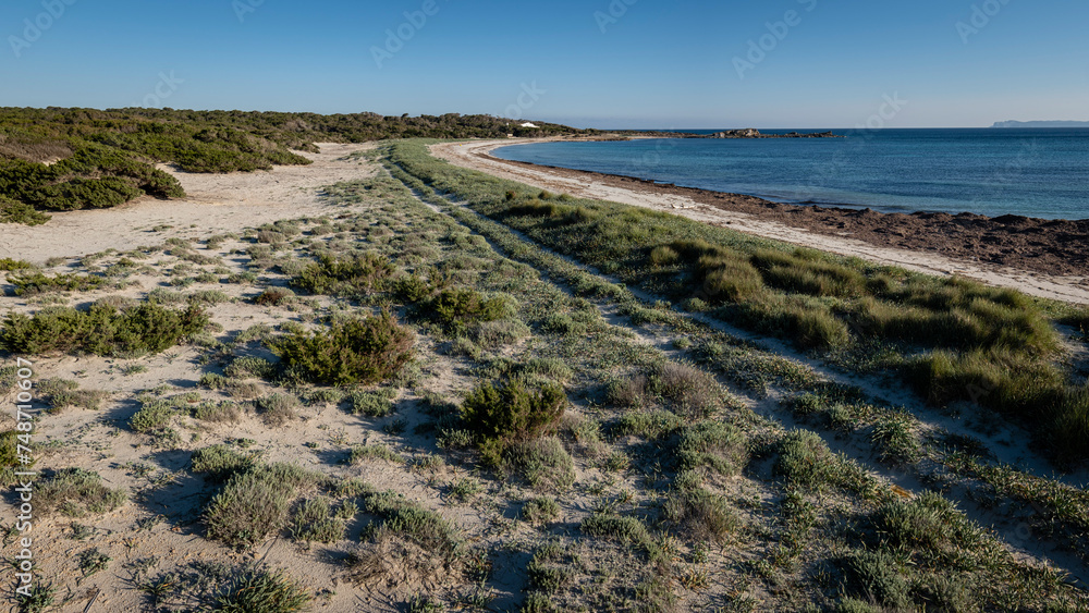 dune vegetation, Es Caragol beach, Santanyi municipality, Mallorca, Balearic Islands, Spain dune vegetation, Es Caragol beach, Santanyi municipality, Mallorca, Balearic Islands, Spain