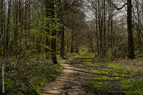 Hiking trail through a sunny spring forest in Damvallei nature reserve, Ghent, Flanders, Belgium photo