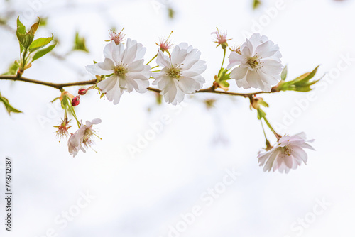 Pink cherry blossoms in soft style for the background. Sakura bloom in spring. Background art with pink blossom. Beautiful nature scene with blooming tree and sun flare on Easter time. Selective focus